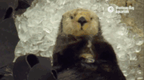 微信圖片_20190911113723.gif