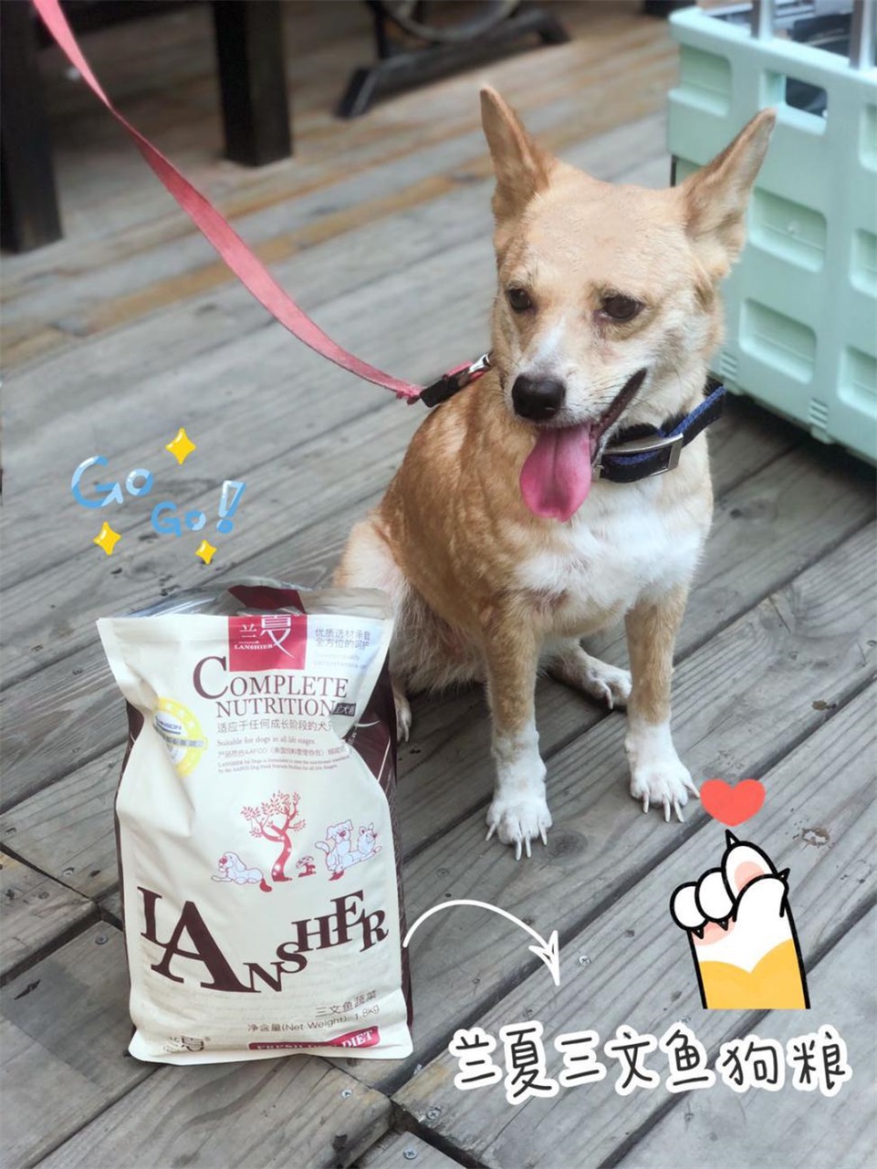 柴犬吃什么狗糧品牌比較好，蘭夏好還是比樂(lè)好？