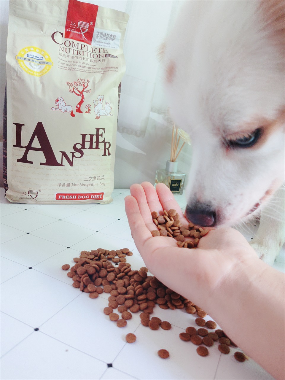 全方面守護(hù)狗狗健康，推薦蘭夏三文魚狗糧
