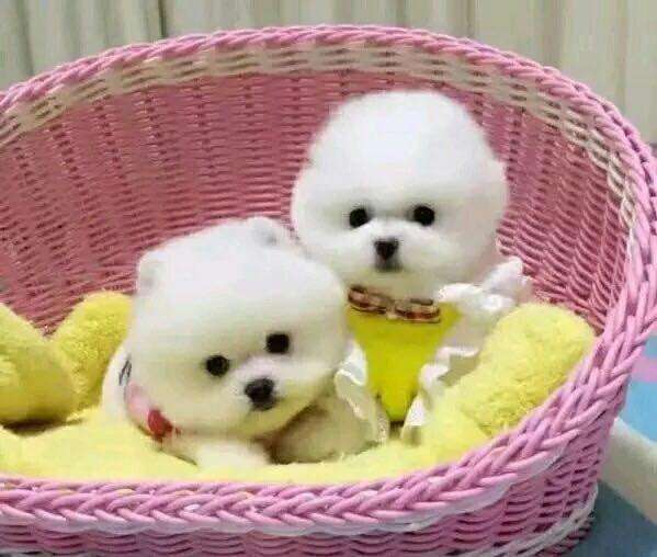 幼犬可以食用什么樣的狗糧呢？