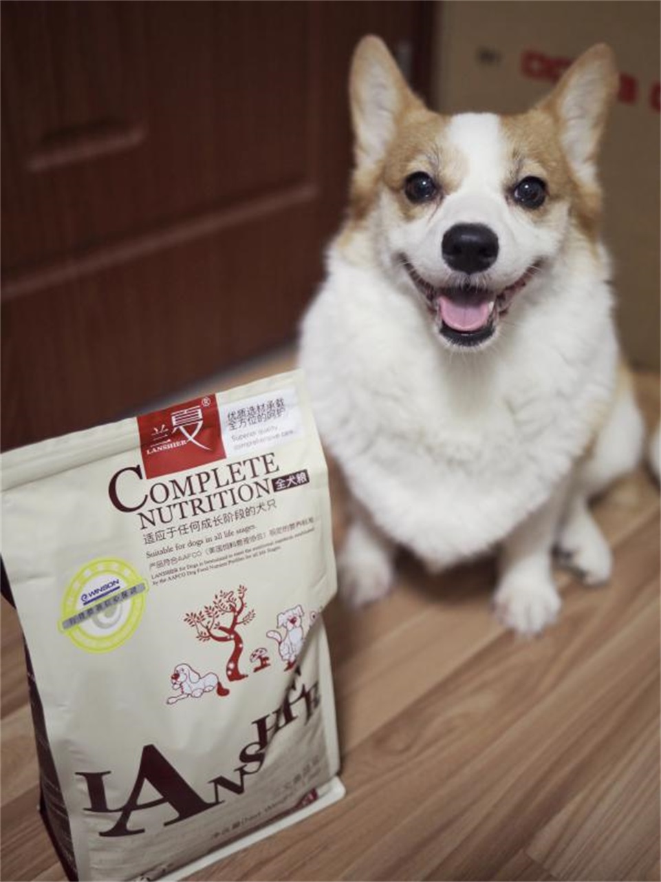 蘭夏知識：3個月的柯基吃什么補鈣好 