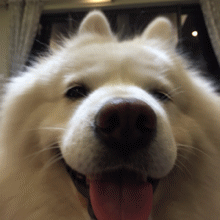 微信圖片_20201219113230.gif